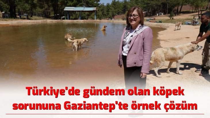 Türkiye'de gündem olan köpek sorununa Gaziantep'te örnek çözüm