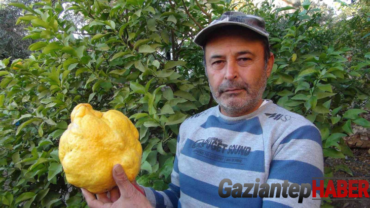 Türkiye'nin en büyük limonu 2 kilo 40 gram